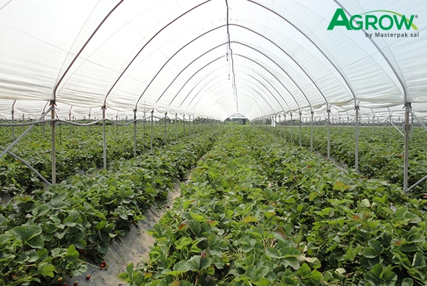 Greenhouse Plastic