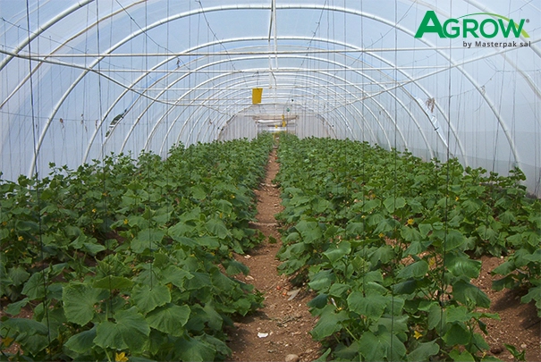 Greenhouse Plastic