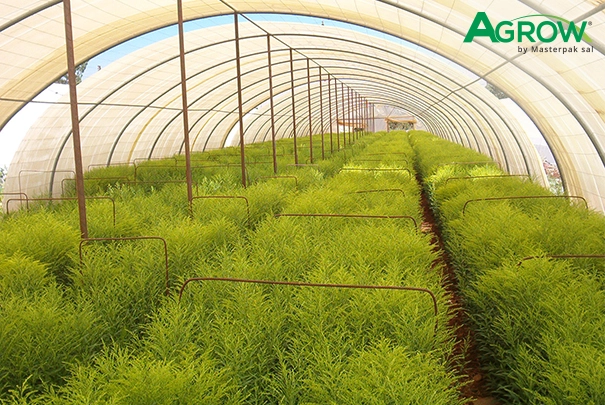 Greenhouse Plastic