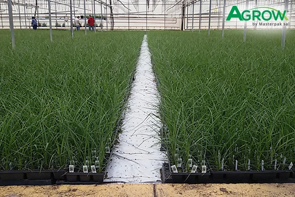 Ground Cover Film