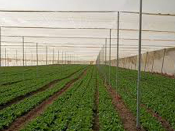 Shade Net